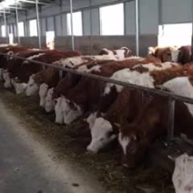 利木赞牛犊300~400kg