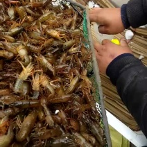 龙虾苗