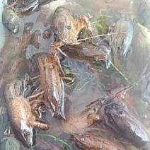 龙虾苗
