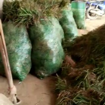 麦冬草