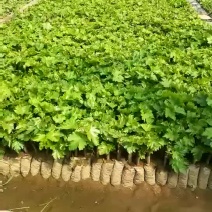 葡萄苗