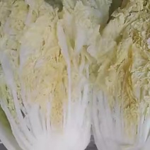 黄心菜白菜4~6斤净菜