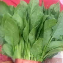 小叶菠菜25~30厘米