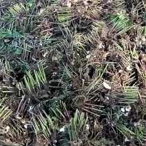 白芍种苗白芍芽，一颗三个芽头