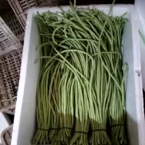豌豆苗穴盘苗