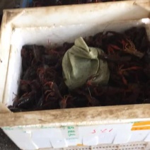 克氏原螯虾食用4-6钱（20-30克）活虾小龙虾主养
