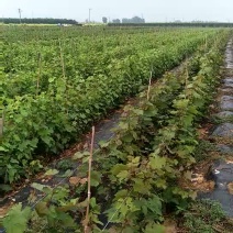 甜蜜蓝宝石葡萄苗30cm以下1年