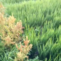 稻花香二号大米特级新米
