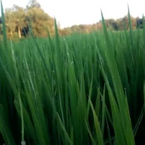 稻花香特级新米