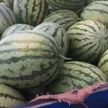 甘肃金花1号西瓜产地直供新鲜头茬大量供应品质保证欢迎来电
