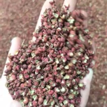 大红袍花椒一级干