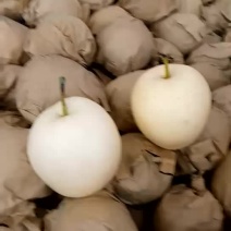 皇冠梨纸袋白梨300~350g大量上市欢迎客户前来采