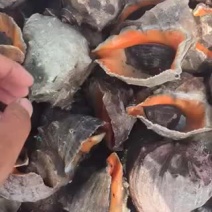 海螺常年货源直供红里罗江罗规格齐全