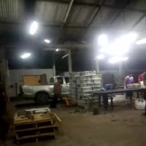 凤梨穗龙眼金标