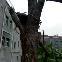 木炭栎树木炭99%
