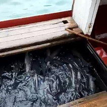 西伯利亚鲟2~6斤/尾