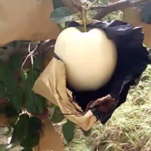 黄元帅苹果70mm以上纸袋