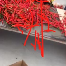 山西忻州鲜辣椒15~20厘米红中辣大量供应产地直发