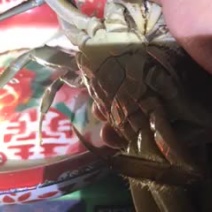固城湖大闸蟹食用雌2.3-2.5两/只