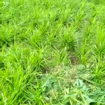 麦冬草