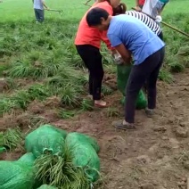 麦冬草