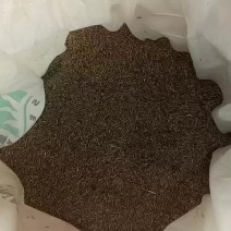 高羊茅草种98%以上