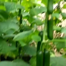 小乳瓜15~18cm