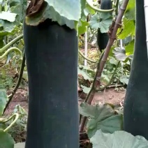 子弹头黑皮冬瓜15斤以上吊冬瓜