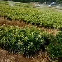 杨梅树苗0.5~150cm以下