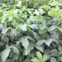 核桃树2~4cm4cm以下1.5~2米