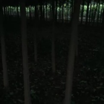 大叶女贞8~10cm