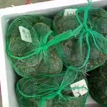 六月黄河蟹食用2.3-2.5两/只雌