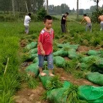麦冬草