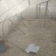 东亚飞蝗食用