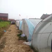 东亚飞蝗食用