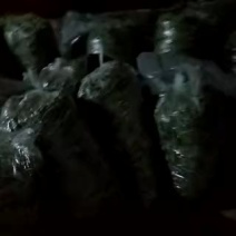 无筋豆30厘米以上