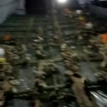 鹅10~12斤肉鹅
