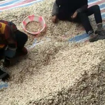 南瓜子包装生