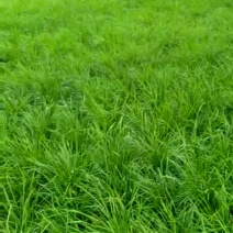 麦冬草