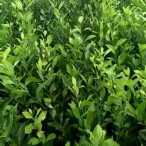 桔子树51~80cm
