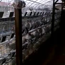 种兔野兔免费提供养殖技术