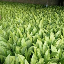 油麦菜30~35厘米以上