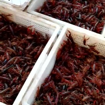 龙虾苗人工养殖食用