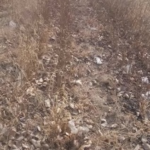 红肉苹果树苗80cm以上