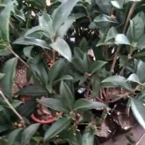金桂花树苗30~50cm