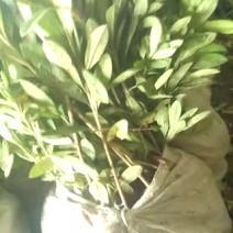 毛鹃30-40厘米高