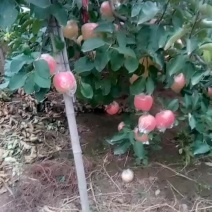 中秋王苹果80mm以上纸+膜袋
