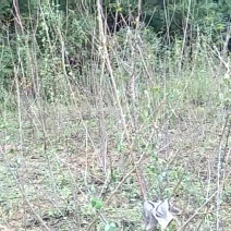 桃树苗40~50cm