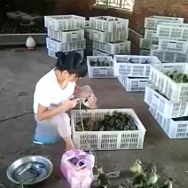 灰鹅苗35~45g