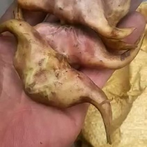 菱角家菱